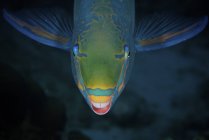 Rainha peixe papagaio alimentando-se de algas — Fotografia de Stock