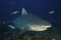 Bull shark with accompanying remoras — Stock Photo