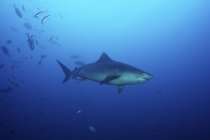 Tiger shark swimming with bait fish — Stock Photo