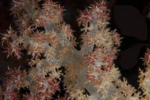Corallo arboreo sulla barriera corallina delle Figi — Foto stock