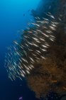 Große Schwärme von Rasierfischen — Stockfoto