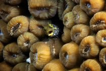 Секретарь Бленни в твердых кораллах — стоковое фото