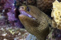 Goldentail moray eel — Stock Photo
