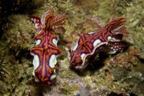 Coppia di miamira magnifica nudibranchs — Foto stock