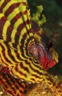 Nageoire pectorale jaune et rouge du poisson-lion nain — Photo de stock