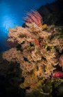 Sea fans and whips on reef — Stock Photo