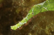Зелёная галимеда — стоковое фото