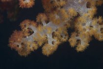 Corail sur le récif fidjien — Photo de stock