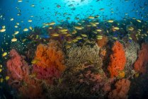 School of anthias swimming over dendronephthya — Stock Photo