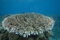 Corales pedregosos en la laguna de Beqa - foto de stock