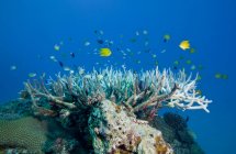 Peixes nadando em torno da cabeça de coral — Fotografia de Stock