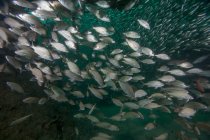 Flocks of Tomtates and Glass Minnows — Stock Photo