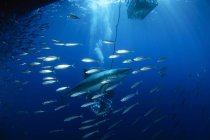 Plongeurs regardant grand requin blanc — Photo de stock