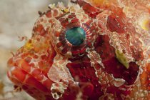 Red dwarf lionfish with green eye — Stock Photo