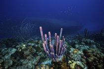 Фіолетовий трубки губки на риф — стокове фото