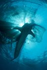 Кит акула плавання до поверхні — стокове фото