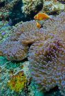 Pink anemonefish guarding their anemone — Stock Photo