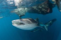 Китовая акула плавает под рыболовной сетью — стоковое фото