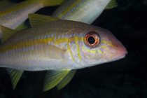 Gelbe Ziegenfische Nahaufnahme — Stockfoto