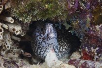 Macchiato murena anguilla in buco — Foto stock