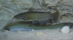 Bullhead catfish nadando sobre American Eel — Fotografia de Stock