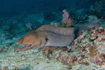 Giant moray eel on reef — Stock Photo