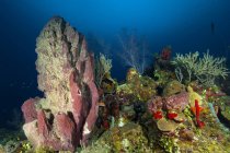 Récif corallien et éponges — Photo de stock