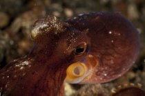 Brownish coconut octopus — Stock Photo