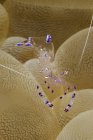 Periclimenes shrimp carrying eggs — Stock Photo