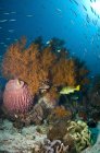 Барвиста сцена рифу з рожевою губкою — стокове фото