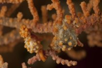 Беременные желтые баргибанти-карликовые морские коньки — стоковое фото