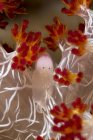 Креветки на мягких кораллах в Раджа Ампат — стоковое фото