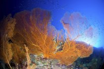 Orange gorgonian sea fan — Stock Photo