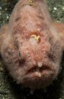 Pink frogfish with opened mouth — Stock Photo