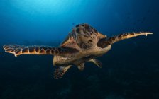 Tortue pèlerine tortue marine — Photo de stock