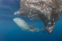 Tubarão-baleia nadando em torno de redes — Fotografia de Stock