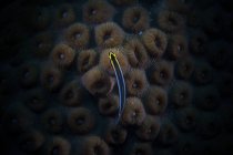 Sharknose goby on hard coral — Stock Photo
