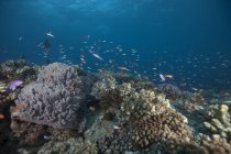 Schwarmfische und Korallen — Stockfoto