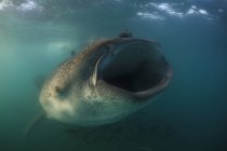 Fütterung von Walhaien in der Nähe von la paz — Stockfoto