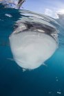 Китовая акула пробивает поверхность — стоковое фото