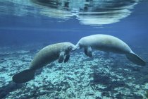 Pair of manatees greeting each other — Stock Photo
