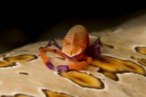 Імперські креветки на плямистому морському огірку — стокове фото