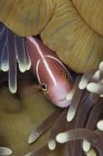 Pink Skunk Clownfish — Stock Photo