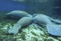 Four manatees congregate to feed — Stock Photo