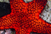 Rote Seesterne in Raja Ampat — Stockfoto