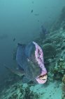 Peixe-papagaio cabeça de abóbora nadando sobre recifes — Fotografia de Stock