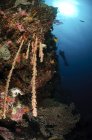 Водолаз плавает над мягким коралловым рифом — стоковое фото