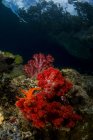 Corail doux et étoile de mer orange — Photo de stock