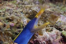 Anguille à ruban bleu à bouche ouverte — Photo de stock