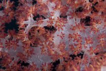 Corail rouge sur le récif — Photo de stock